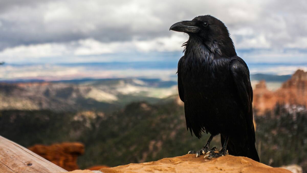 La inteligencia de los cuervos. Foto: Unsplash.