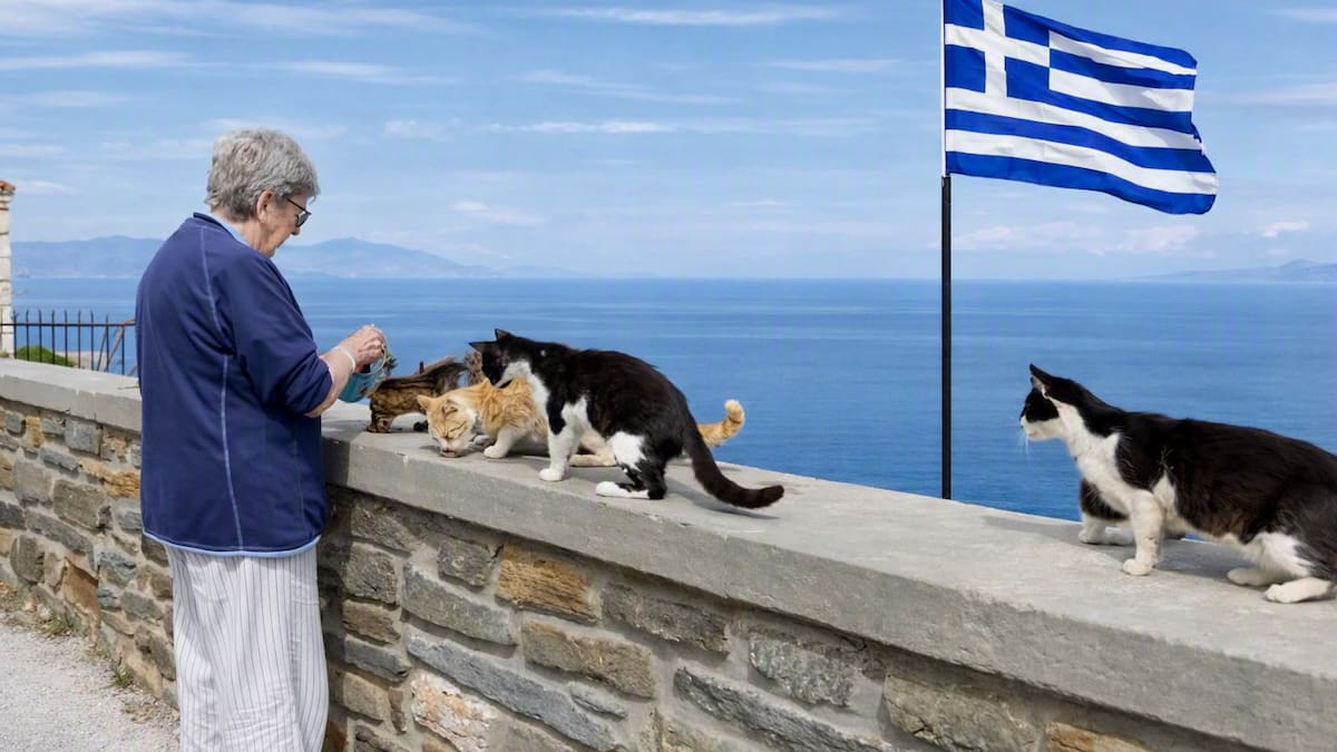 Buscan voluntarios para vivir en una isla de Grecia: ofrecen alojamiento gratis a cambio de cuidar gatos