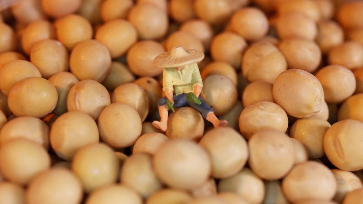 Cultivo de soja. Foto: Reuters.