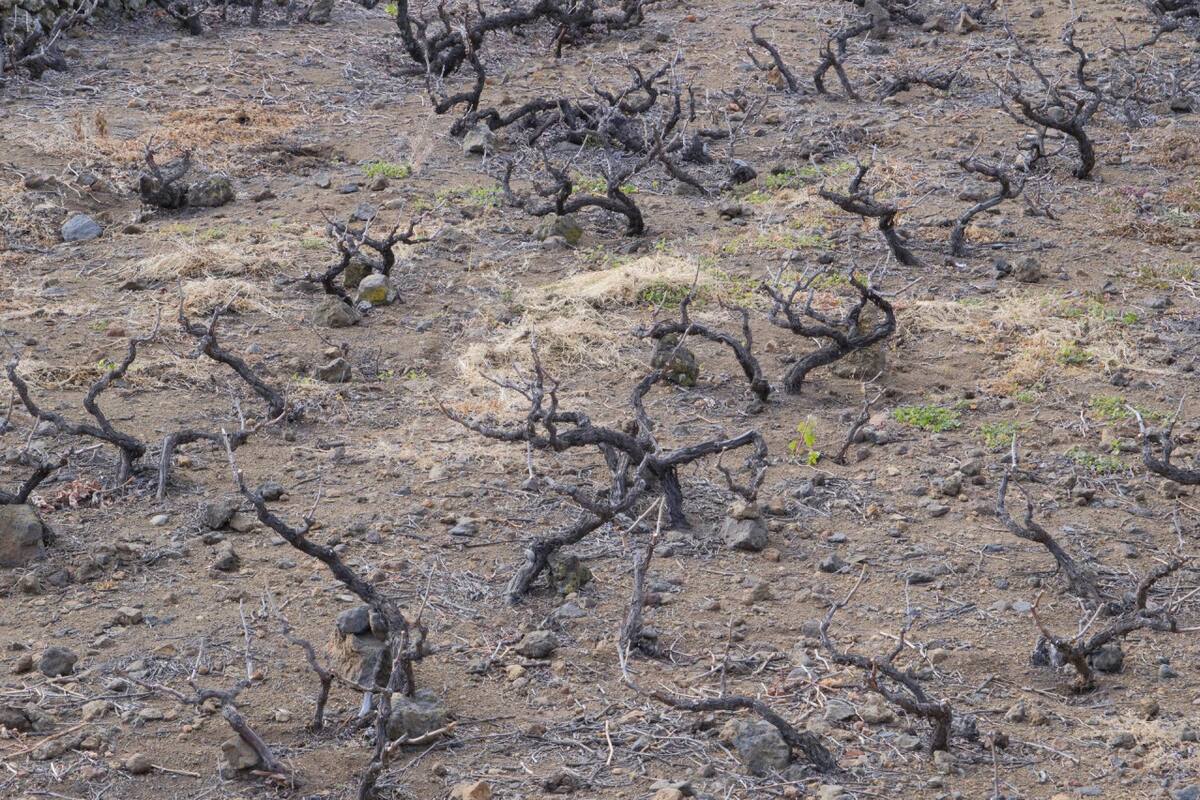 Cultivos afectados por la sequía. Foto: EFE.