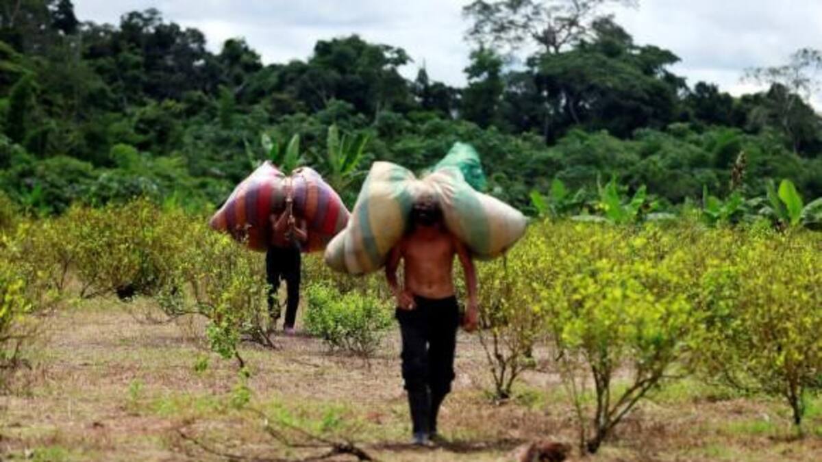 Cultivos coca - Colombia