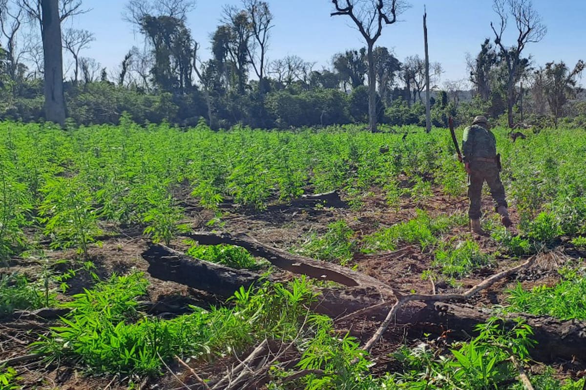 Cultivos de marihuana en Paraguay. Foto: EFE