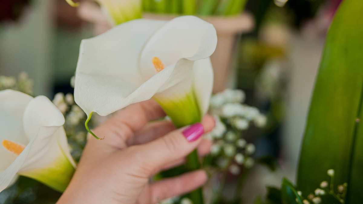 Guía fácil de la Cuna de Moisés: cómo cuidar la planta que purifica el aire y florece todo el año
