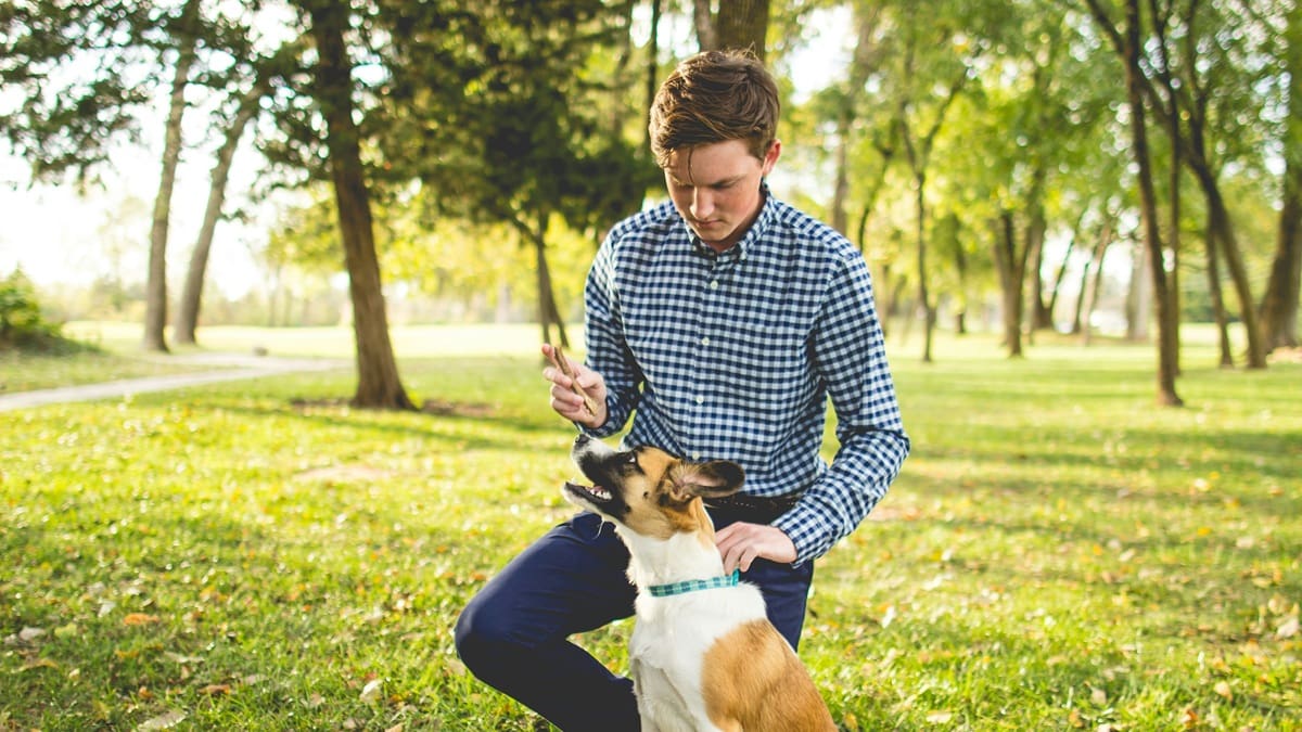 Curso gratuito de adiestramiento canino para ex beneficiarios de Volver al Trabajo: cómo anotarse y dónde se dictan las clases