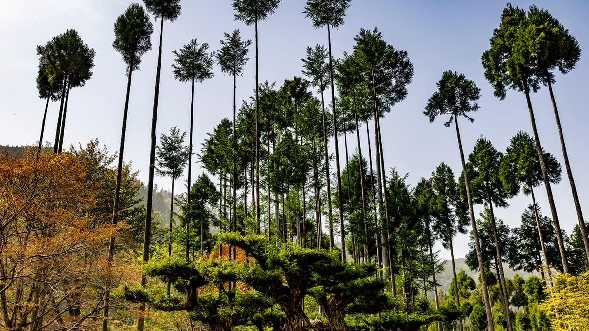 Daisugi: la técnica japonesa de hace 600 años que produce madera sin talar árboles y sorprende al mundo