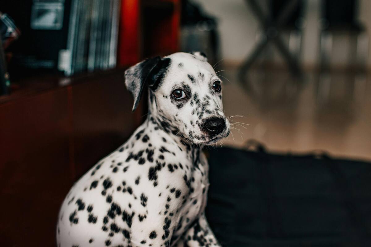 Dálmata. Fuente: Pexels.
