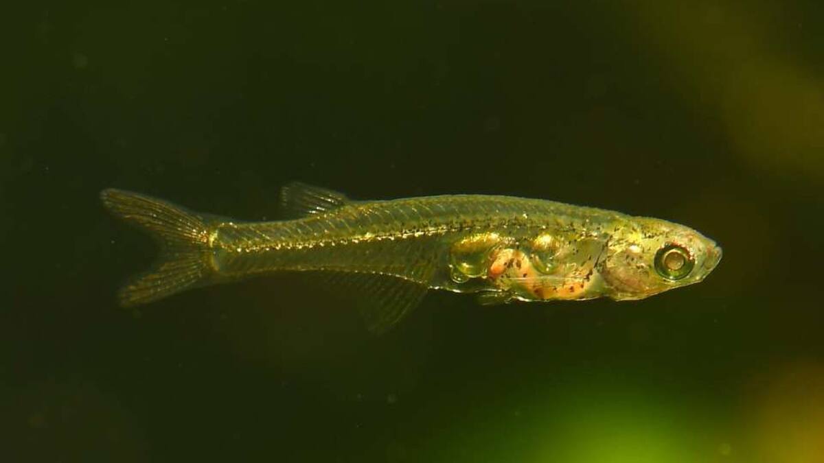 Danionella cerebrum, un pez capaz de emitir sonidos de unos 140 decibelios. Foto: Senckenberg/Dr. Ralf Britz.