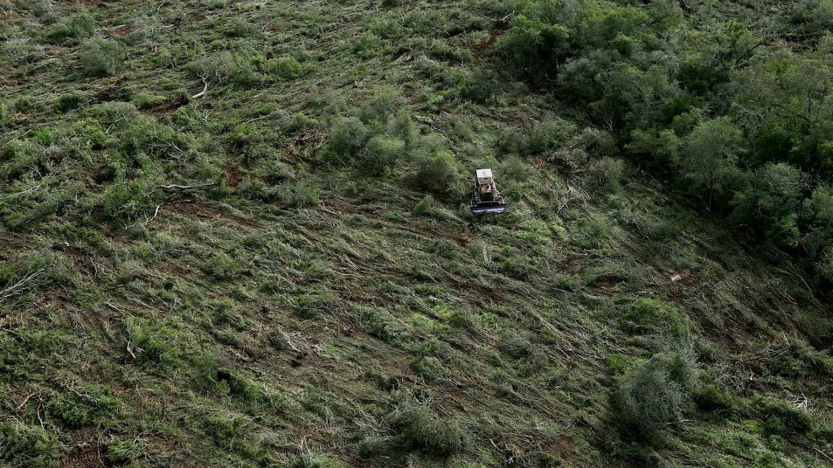 Deforestación en Chaco. Foto: Reuters
