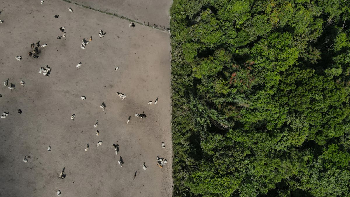Deforestación en el Amazonía. Foto: EFE