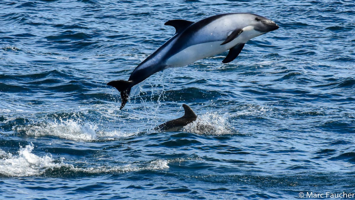 Delfín austral. Fuente: INaturalist
