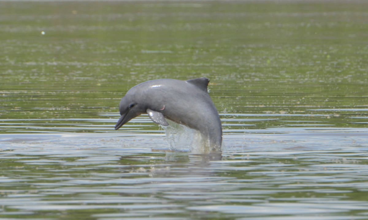 Delfin. Foto: National Geographic.