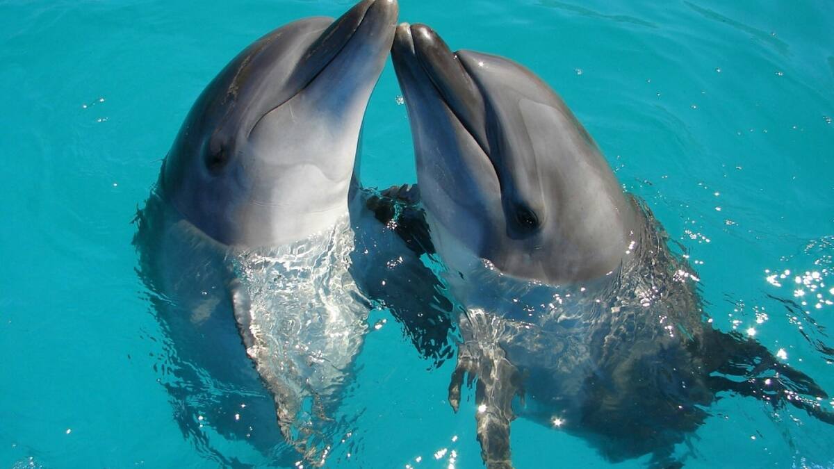 Delfines, animales. Foto: Unsplash.