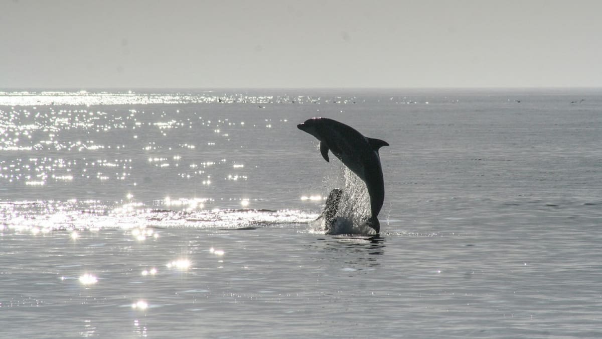 Un espectáculo exclusivo: el único río de Sudamérica donde los delfines nadan y cautivan con su belleza