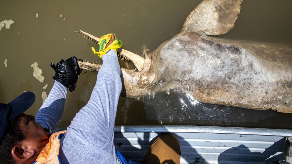 Delfines de río, en peligro de extinción. Foto: EFE
