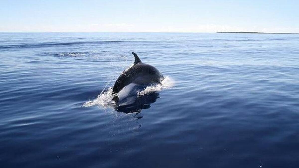 Delfines en Morrocoy, Venezuela. Foto: X