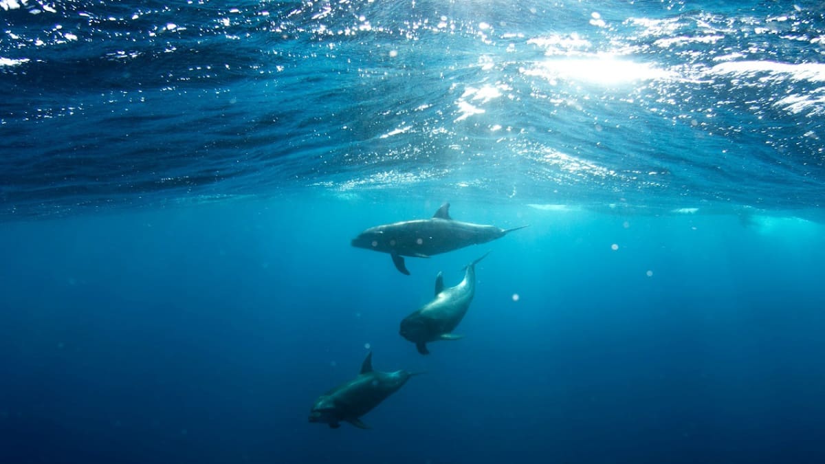 Las dos especies que viven en el océnao y que nunca más podrán caminar sobre la tierra. Foto Unsplash