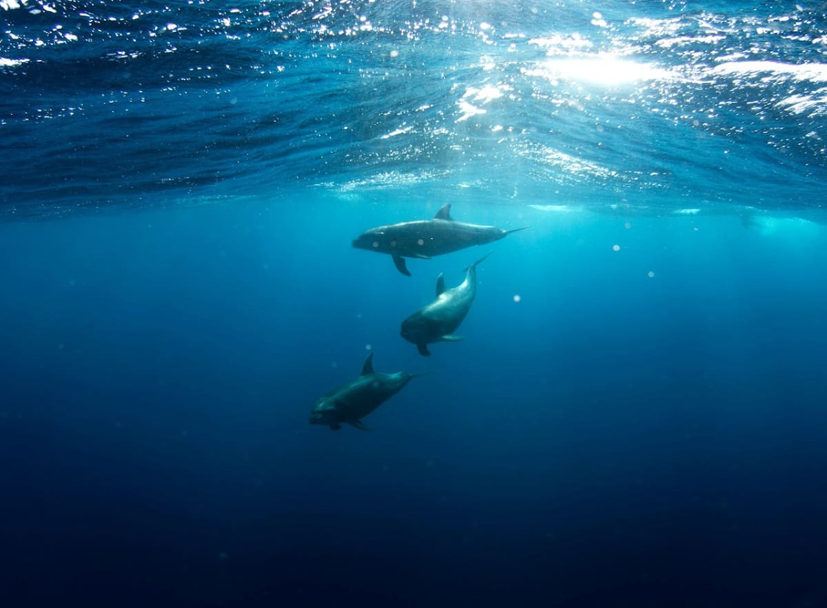 Delfines. Foto: Unsplash.