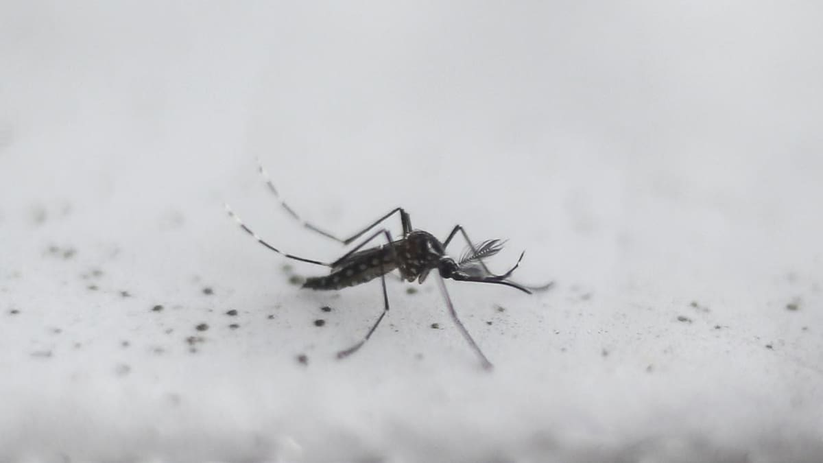 Dengue, casos en el país, Argentina