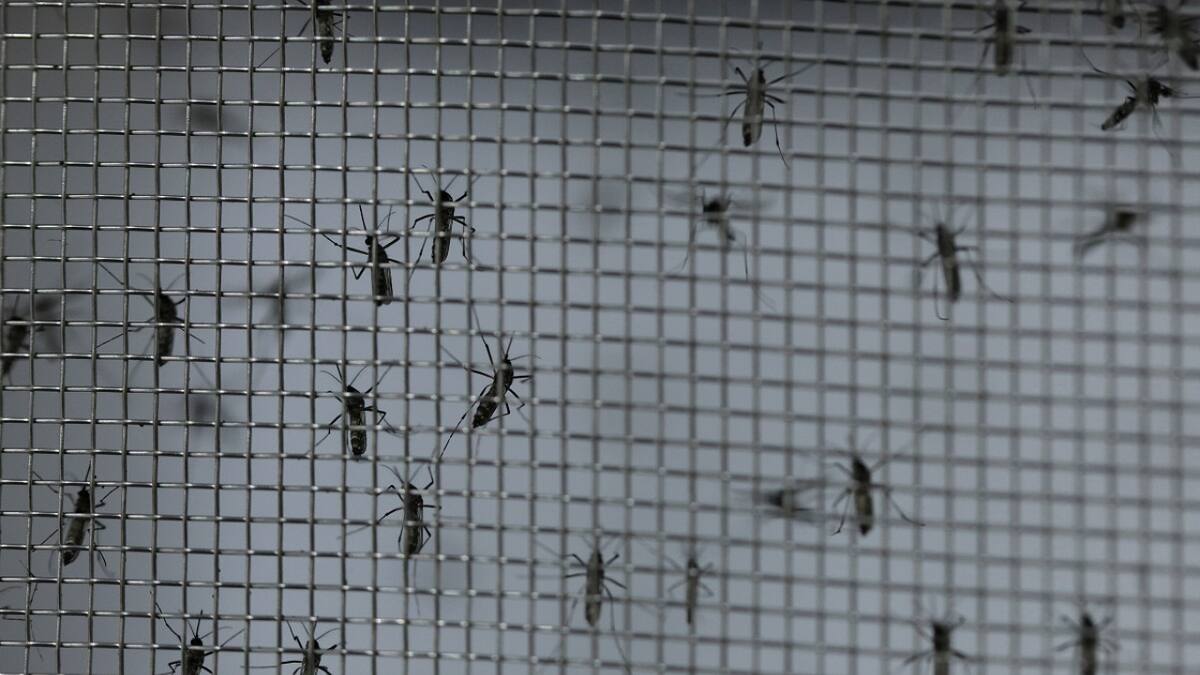 Mosquitos infectados con dengue. Foto: Reuters