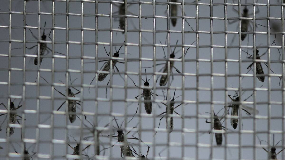 Dengue en Brasil. Foto: Reuters.