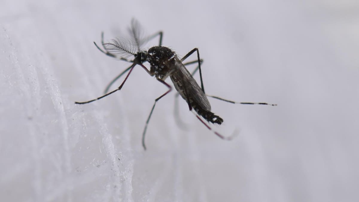 Dengue. Foto: EFE.