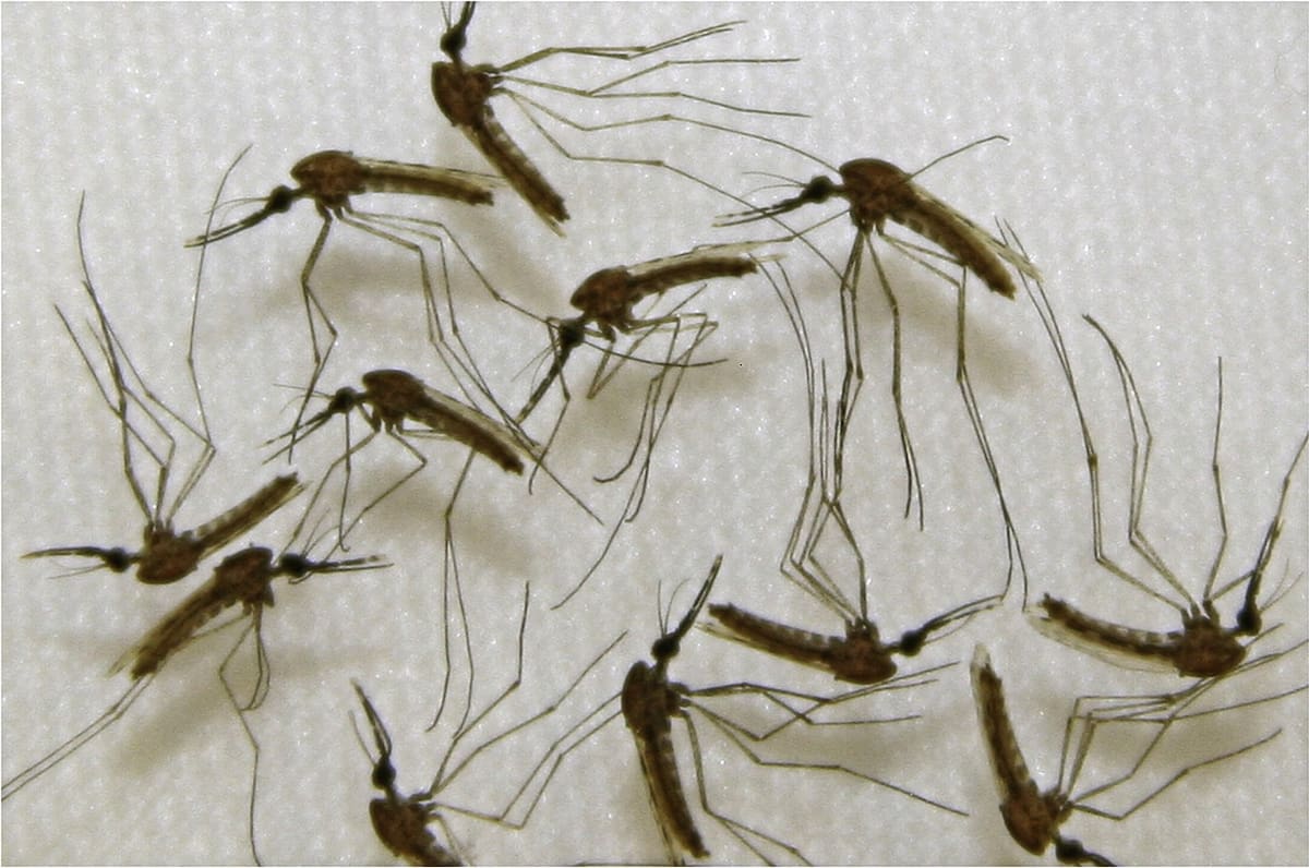 Dengue. Foto: NA.