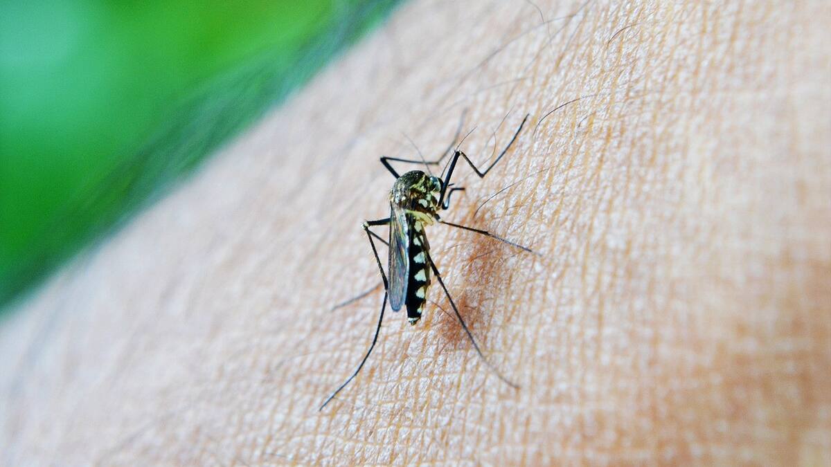 Salta busca prevenir la proliferación del dengue. Foto: Pixabay.