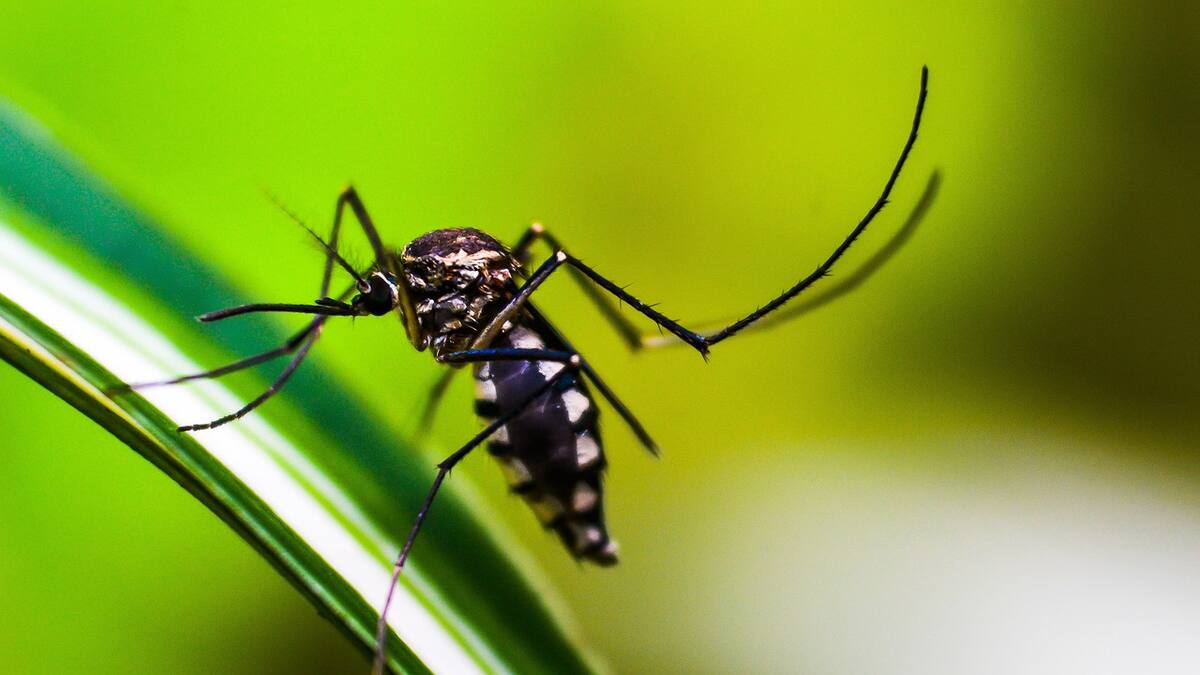 Dengue. Foto: Pixabay