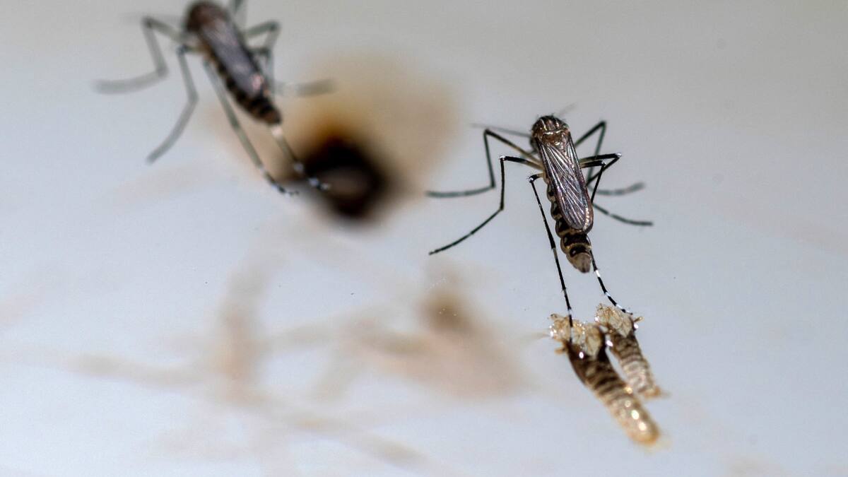 Se registró un aumento de los casos de dengue en el país. Foto: Reuters.
