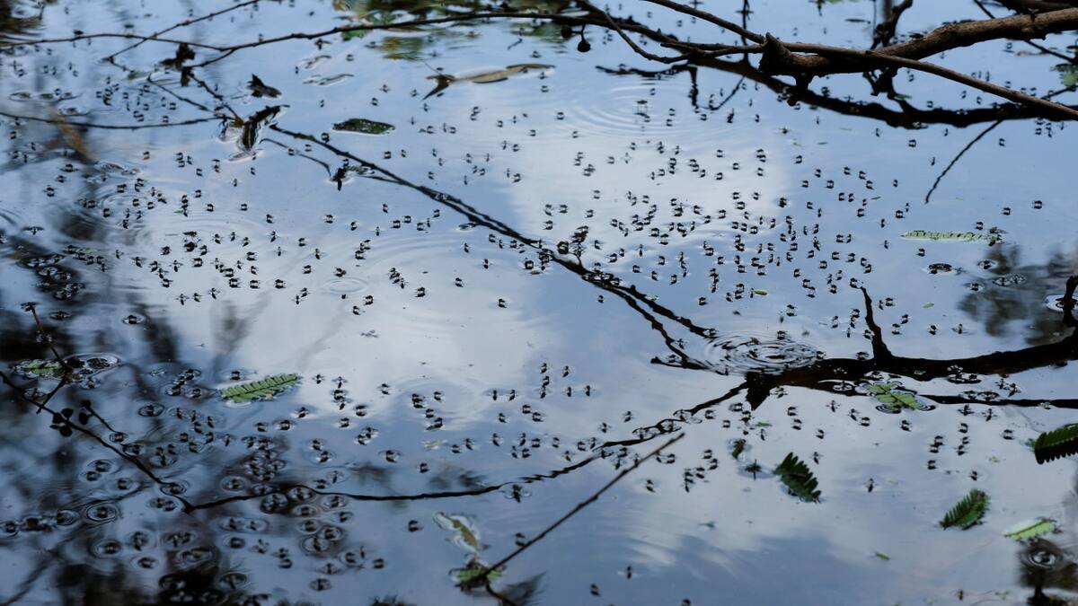 Dengue. Foto: Reuters.