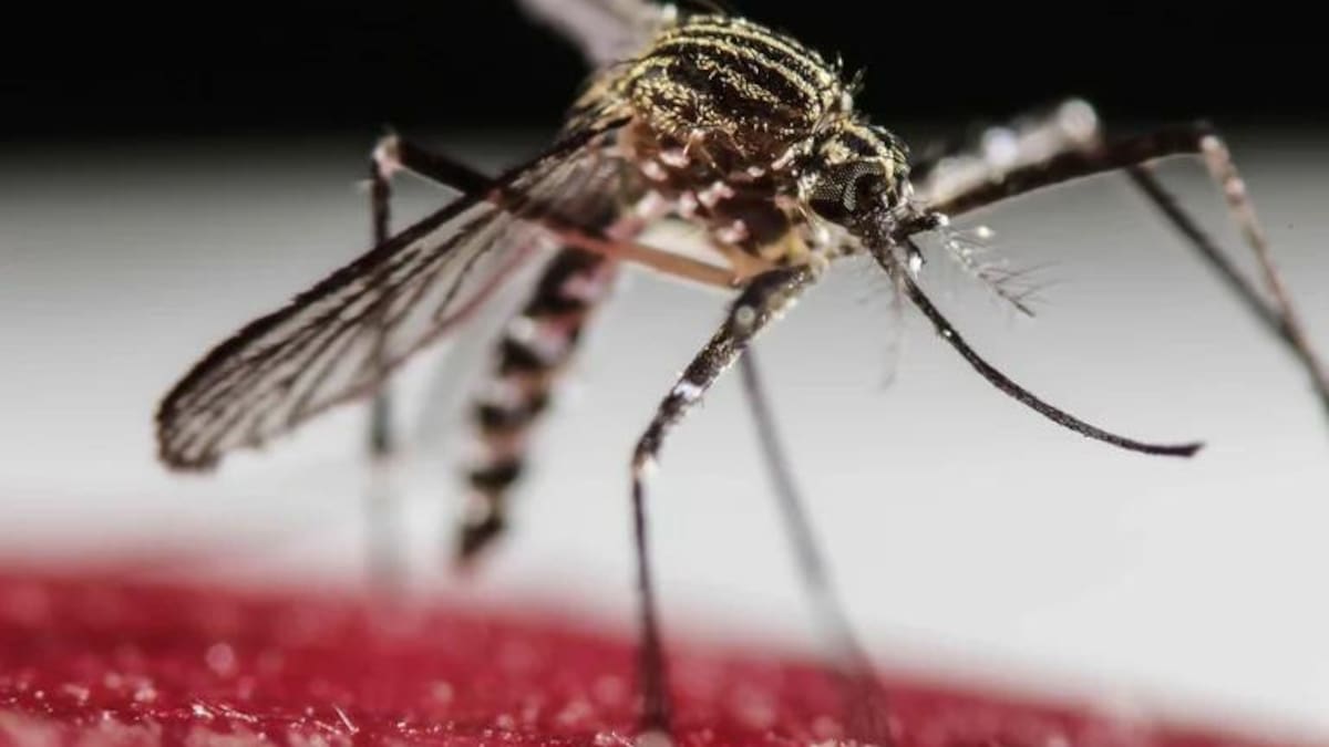 Dengue. Foto: Reuters