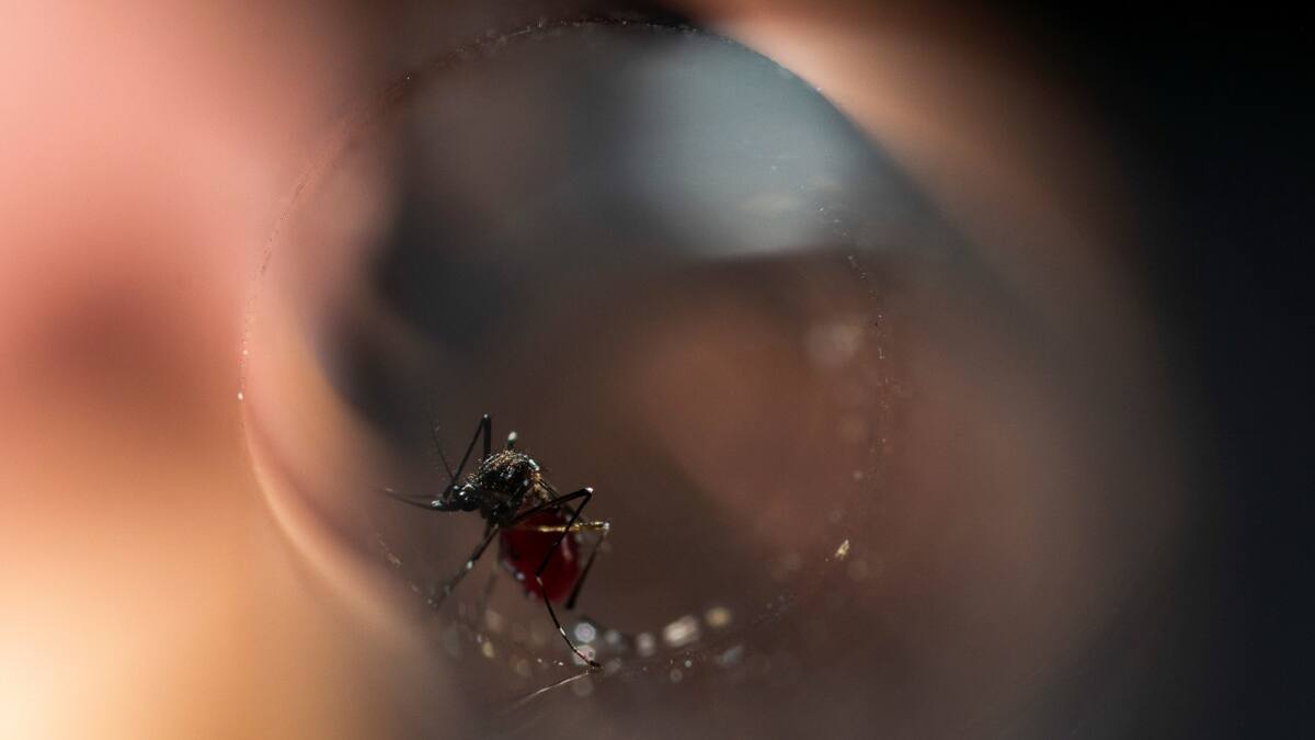 Dengue. Foto: Reuters.