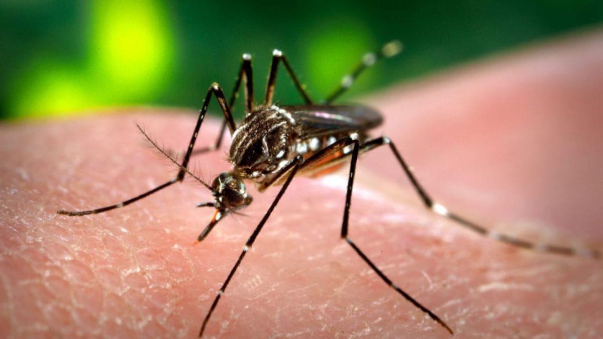 Dengue. Foto: Reuters