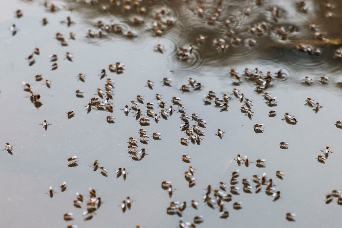 Dengue; mosquito; aedes aegypti. Foto: Reuters.