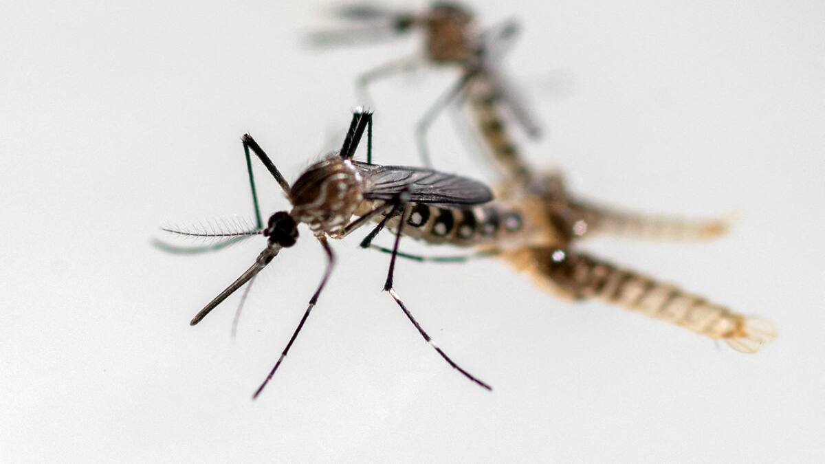 El brote de dengue comenzó antes de lo previsto en la Argentina. Foto: Reuters