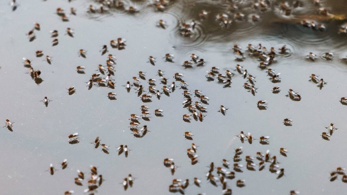 Dengue; mosquito; aedes aegypti. Foto: Reuters.