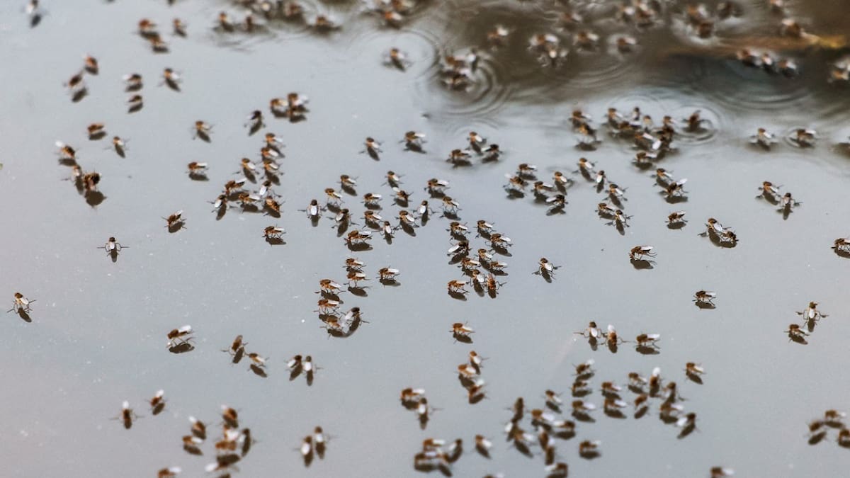 Dengue; mosquito; aedes aegypti. Foto: Reuters.