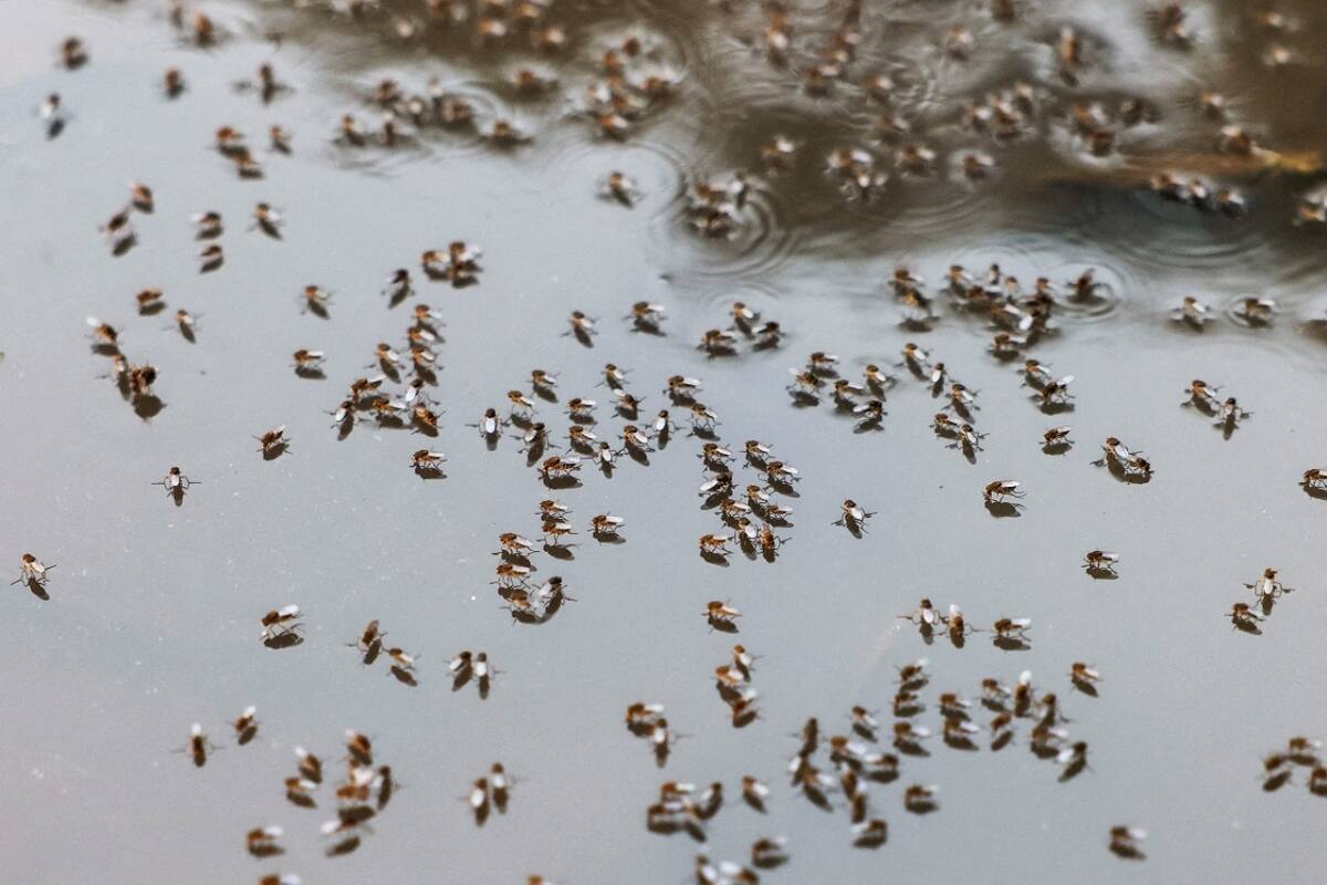 Dengue; mosquito; aedes aegypti. Foto: Reuters.