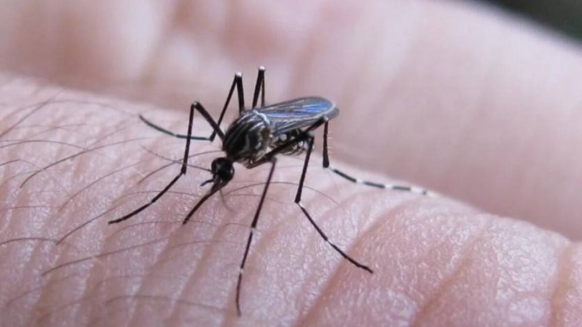 Dengue, mosquito. Foto: NA