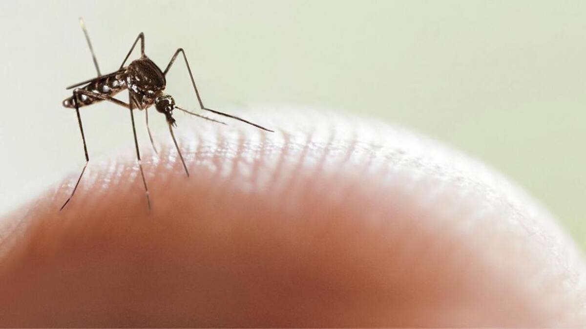 Dengue, salud