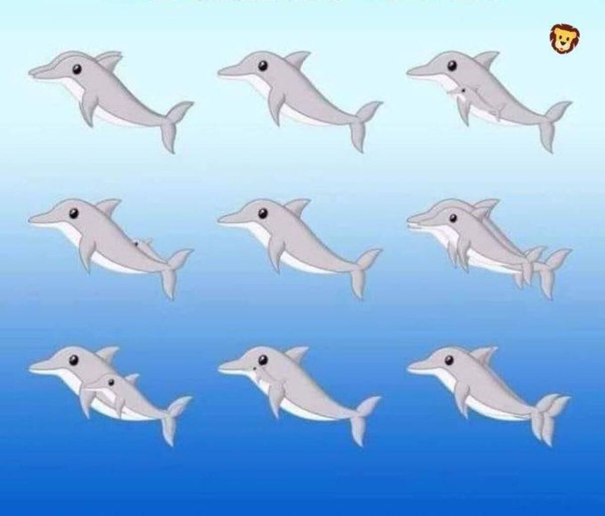 Desafío viral de delfines