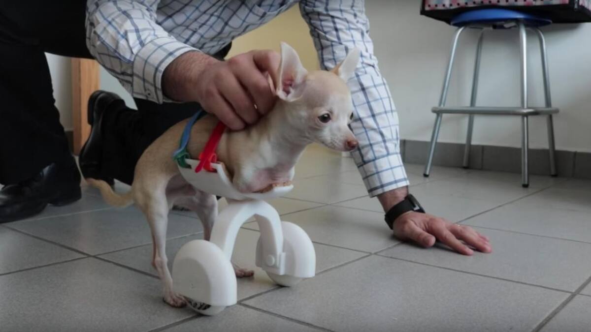 Desarrollan primera prótesis canina 3D
