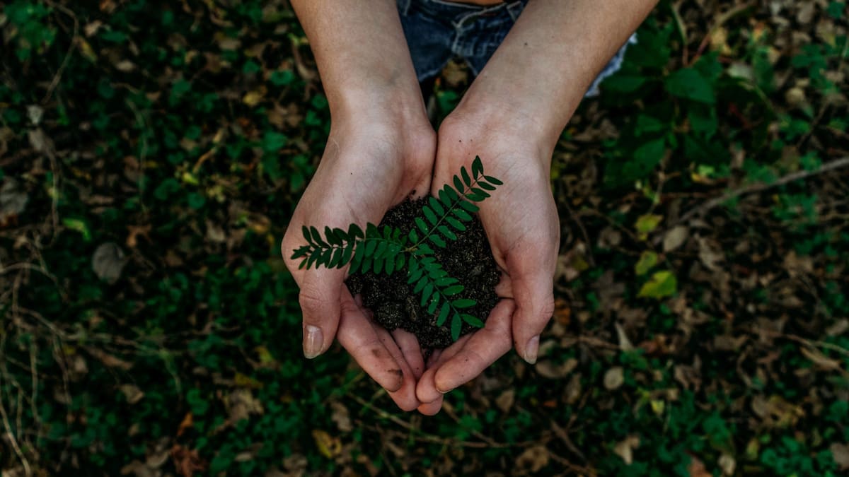 Cómo contribuir a un planeta sustentable. Foto Unsplash.