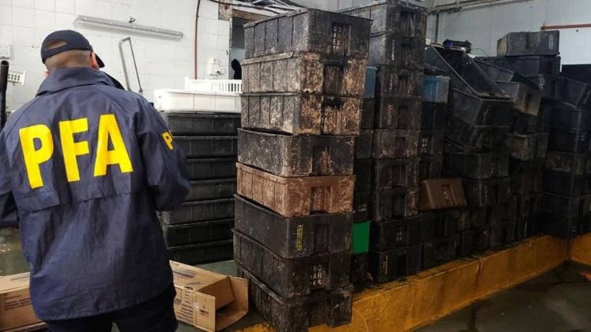 Desbarataron banda que traficaba langostinos a Buenos Aires