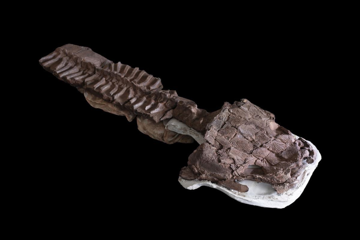 Describen una salamandra gigantesca en África. Foto: EFE