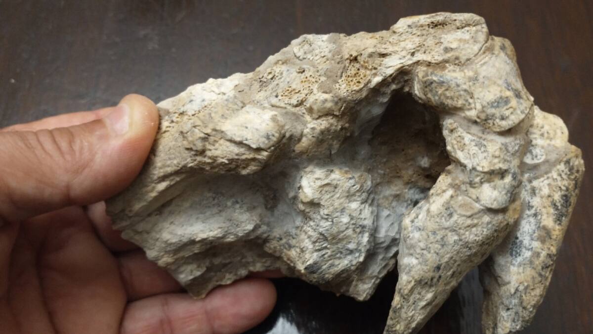 Descubren restos de un animales que vivió hace millones de años en Argentina. Foto: X