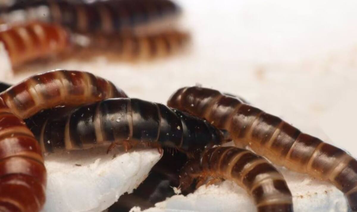 Descubren un gusano comeplástico. Foto Noticias Ambientales.