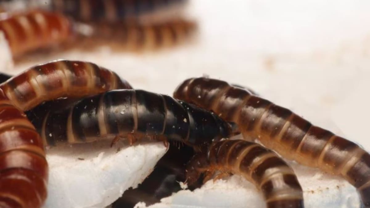 Un gusano que ''come plástico'' podría ser la solución revolucionaria para la contaminación: la intrigante especie