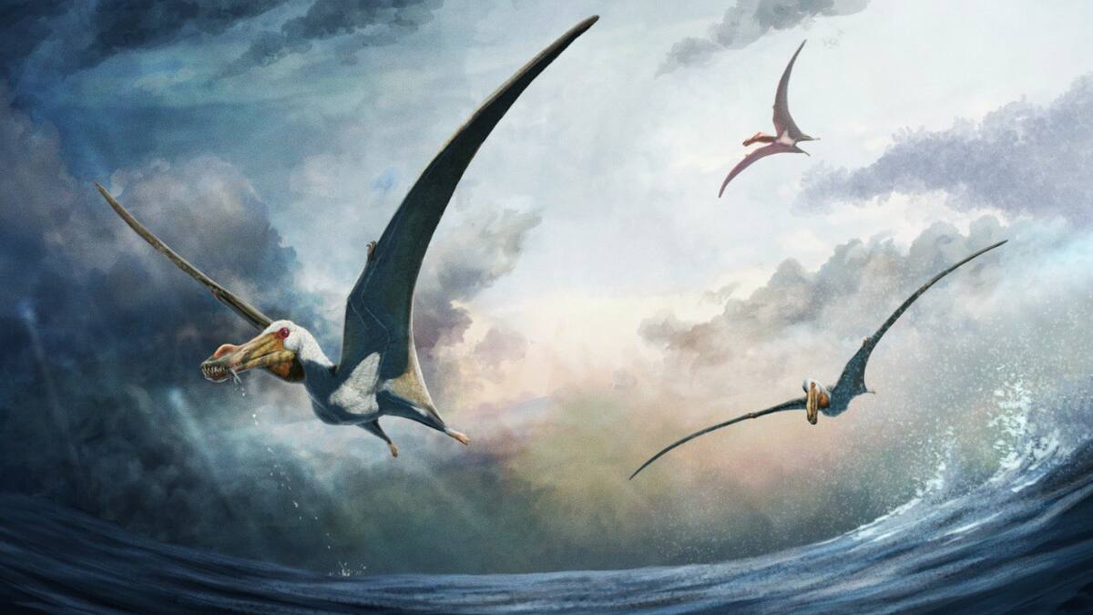 Hallazgo sin precedentes en Australia: descubren una nueva especie de dinosaurio volador