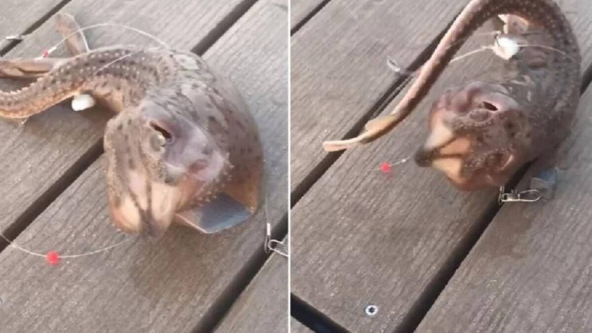 Descubren una aterradora criatura marina y el video se vuelve viral